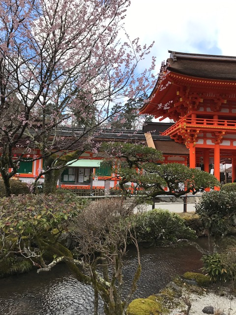 上賀茂神社の桜 株式会社ステージホーム